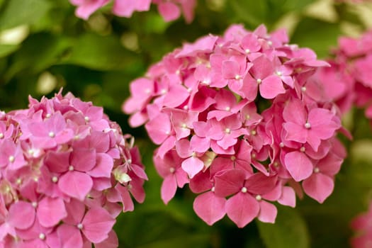 Close up light pink hortensia fresh flowers blur background