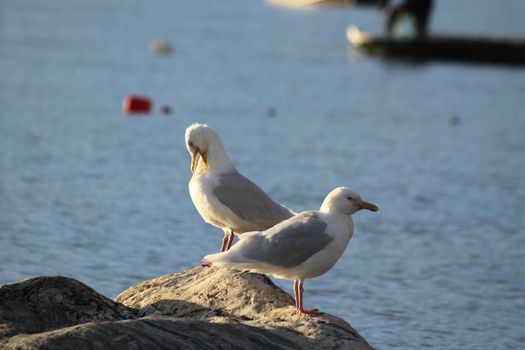 Two Glaucous gulls, Larus hyperboreus, on shore along Arctic ocean, near Pond Inlet, Nunavut, Canada