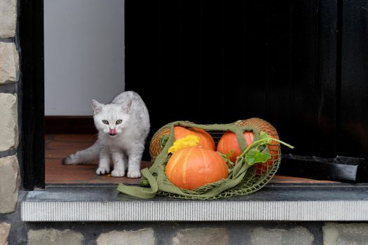 a small kitten stands on the threshold of an open door near a grid with orange ripe pumpkins, Concept of the change of seasons autumn harvest, High quality photo