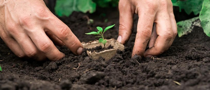 Close up of professional gardener hands planting a seedling. New life, growth and gardening concept. Small green plant seedling is growing in the soil