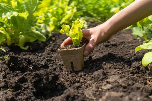 Hands of a young woman farmer close-up with a seedling in a peat pot. A girl puts the plant in the soil in her vegetable garden on a sunny day.