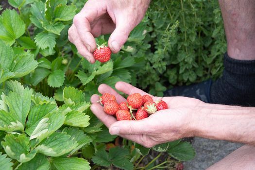a man picks strawberries in his palm, a large harvest of berries, summer fruit picking, male hands hold a handful of ripe strawberries. High quality photo