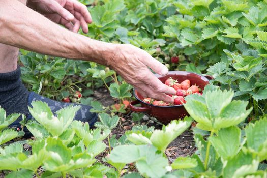 a man picks strawberries in his palm, a large harvest of berries, summer fruit picking, male hands hold a handful of ripe strawberries. High quality photo