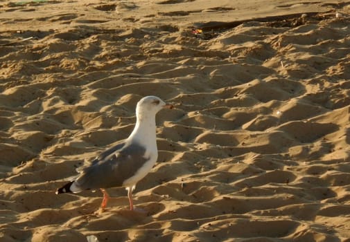 Seagull walking on the sand of the beach at sunset