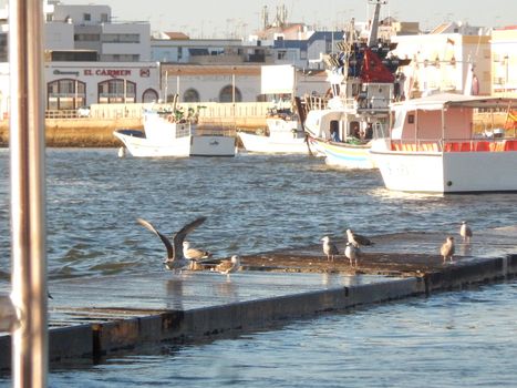 Several seagulls on the sea port floor