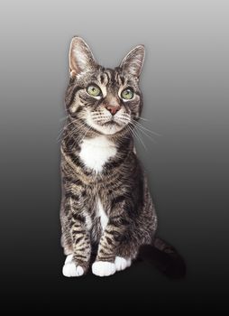 Beautiful female tabby cat, lovely adorable pet, studio portrait