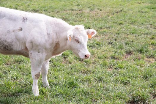 a beautiful white cow graze in a corral on green grass against the backdrop of a rural landscape in a village on the outskirts of the city, dairy products,animal husbandry, farming. High quality photo