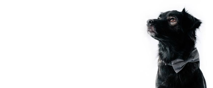 Cute dog on the white background, isolated. Banner, background with a dog. Free space for text, copy space.