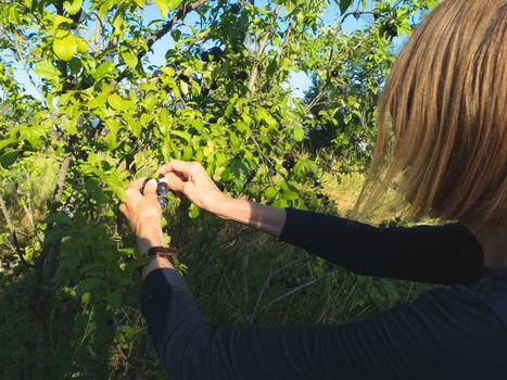 elegant lady picking plums and peaches in a farm during summer