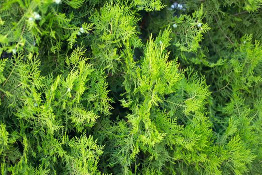 Thuja branches with cones close up background