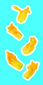 Isolated flying vegetables. Five courgette flowers falling on colored background with clipping path as package design element and advertising. Full depth of field. Zine style.