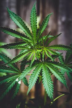 Cannabis bush close-up. Cultivation of hemp fields. Irrigation and cultivation of cannabis. Leaves background.