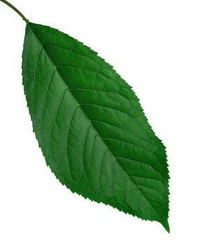 green leaf from cherry, on a white background