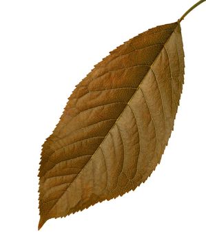 brown leaf from cherry, on a white background