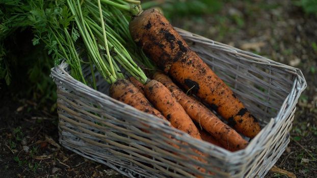 The farmer puts carrots in a straw basket that stands on the ground.