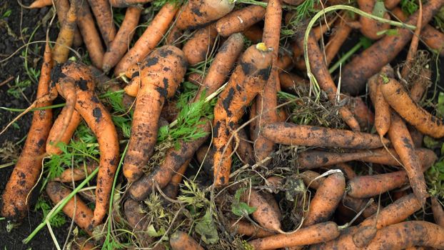 Lots of small carrots lying on the ground. Top view carrot background.