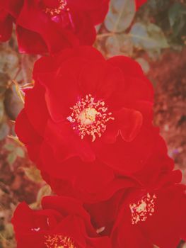 Flowers in bloom, beautiful nature and romantic design concept - Red blooming garden rose flower at sunset, floral beauty background