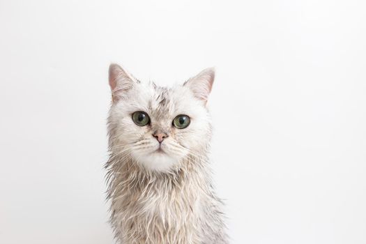 Funny wet white cute cat, after bathing, sits on a white background, look at camera. Close up. Copy space