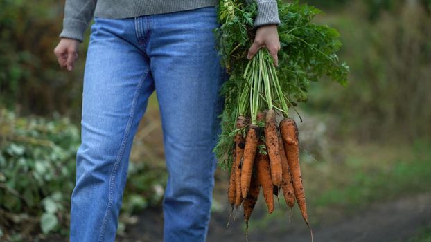 a woman farmer walks along a rural road and carries fresh carrots holding a bunch of haulm with her hand.