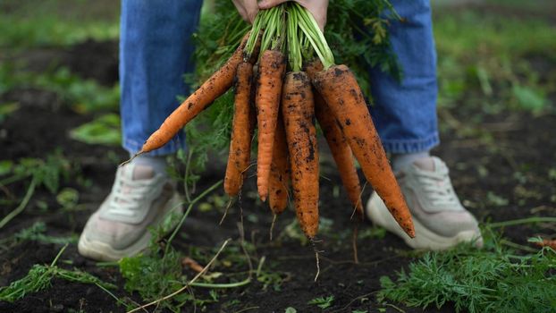 A young woman gathers carrots in her hands in the garden and holds a bunch of carrots by the tops.