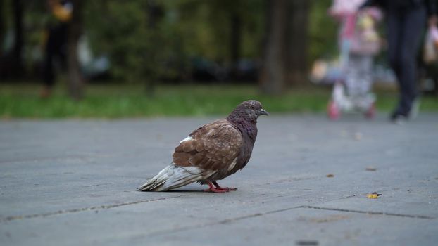 Lonely dirty pigeon on the road in the park looking at the camera.