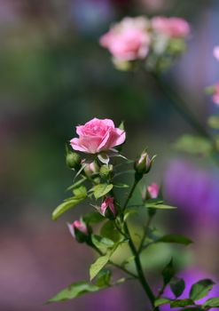 Pink blooming roses in the garden, close up