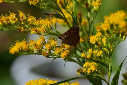 Butterfly on yellow blooming flower side view