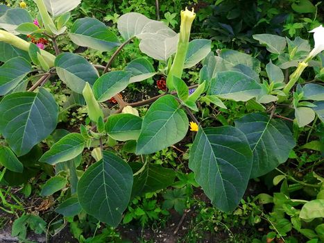 White Datura Candida Flowers with Green leaves