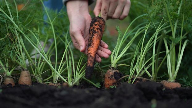 A woman takes a ripe carrot out of the ground and shows it to the camera.