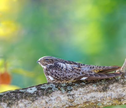 Antillean Nighthawk perched on a tree branch in the Bahamas