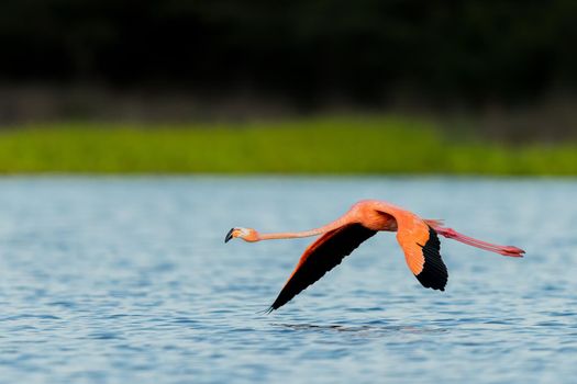 American Flamingo flying over a lake in Northern Colombia