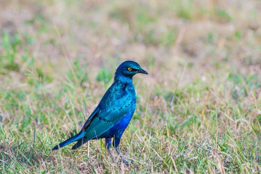 Greater Blue Eared Starling perched on the ground in Kenya