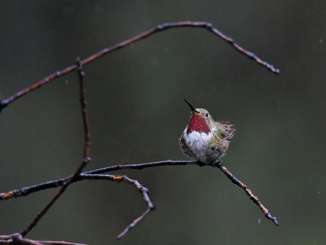 Broad tailed hummingbird perched on a tree in the rain in Arizona