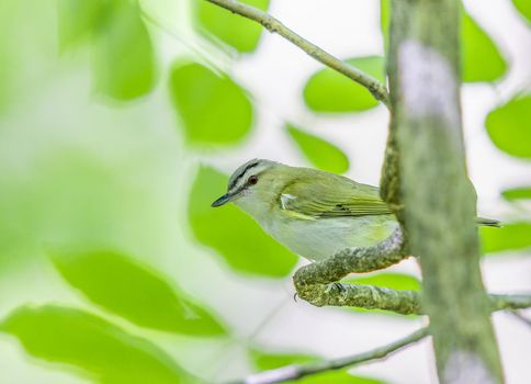 Red eyed vireo perched on a tree in Canada