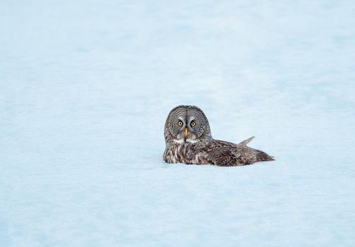 Great Gray Owl in the snow hunting in Minnesota