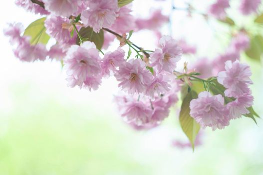 Japanese Sakura flower. Branch of Sakura flower. Cherry blossom. Pink spring background. Close up and soft focus. High quality photo