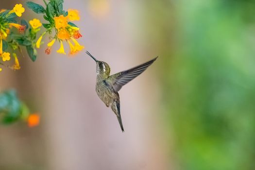 Green throated mountain gem feeding on flowers in El Salvador