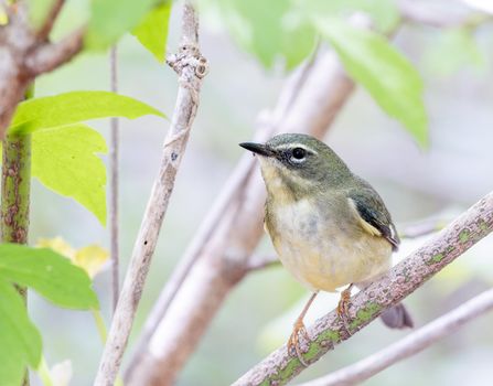 Black throated blue warbler perched on a tree in Ohio