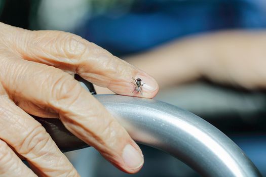 Fly on lderly woman hand