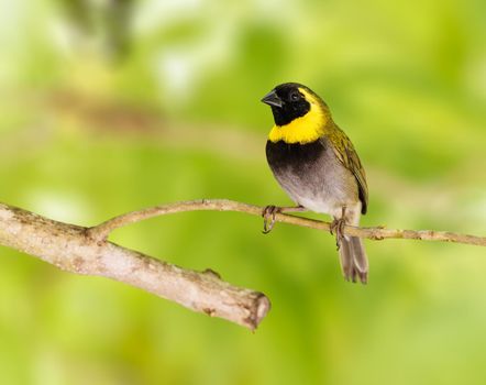 Cuban Grassquit perched on a tree branch in Naussa Bahamas