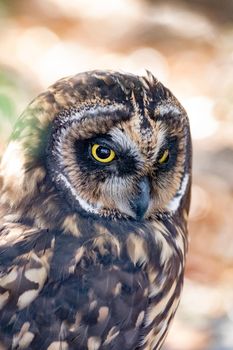 Galapagos Shorteared Owl roosting on the ground during daytime