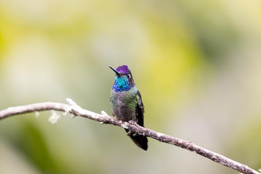 Talamanca hummingbird perched on a tree branch in Costa Rica