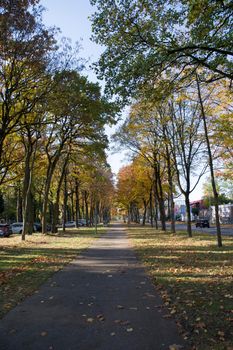 bike path in the park among autumn leaf fall, golden and yellow leaves on the trees. High quality photo