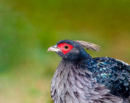 Khalij pheasant portrait from Volcanoes national park Hawaii