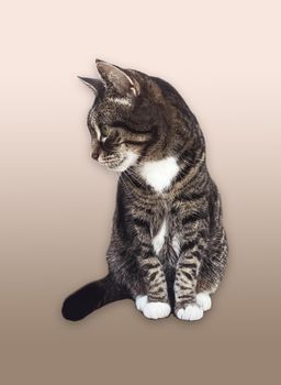 Beautiful female tabby cat, lovely adorable pet, studio portrait