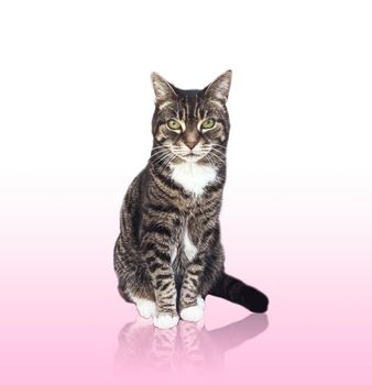 Beautiful female tabby cat, lovely adorable pet, studio portrait