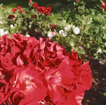 Flowers in bloom, beautiful nature and romantic design concept - Red blooming garden rose flower at sunset, floral beauty background