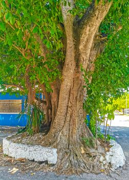 Huge beautiful Ficus maxima Fig tree in Playa del Carmen Quintana Roo Mexico.