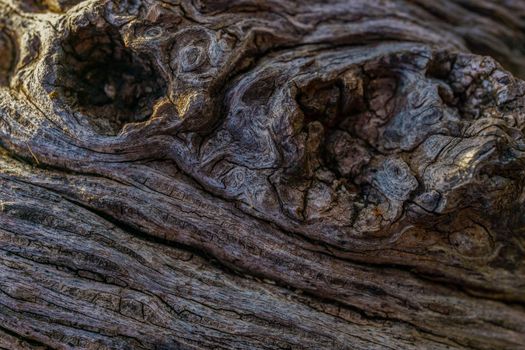 close-up background detail of a dry tree trunk