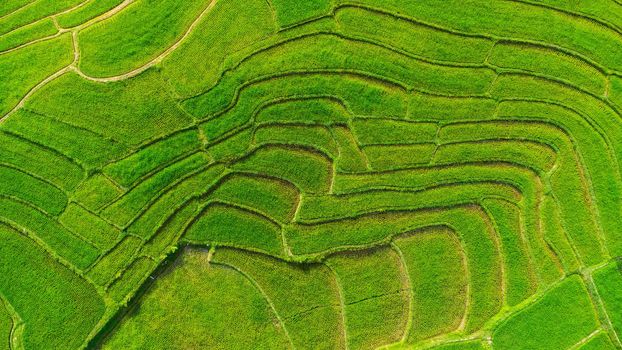 Aerial view of the green rice terraces on the mountains in spring. Beautiful green area of young rice fields or agricultural land in northern Thailand. Natural landscape background.